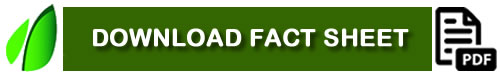 Download Fact Sheet - Ausplant Nursery Dalby Queensland